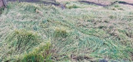 हिमपातले उवा भित्र्याउनै समस्या, पाकेको बाली खेतमै ढल्यो