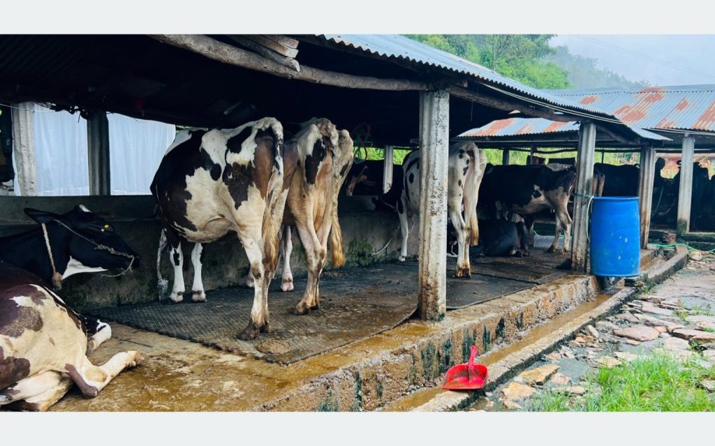 अनुदानले व्यावसायिक पशुपालनमा वृद्धि