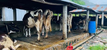 अनुदानले व्यावसायिक पशुपालनमा वृद्धि