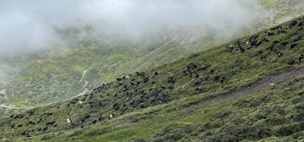 कोरला नाकाबाट भित्रिएका च्याङ्ग्रा देशभर अनलाइन डेलिभरी गर्ने तयारी