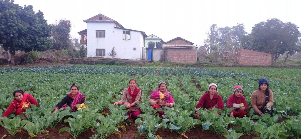 महिलाको सक्रियतामा तरकारीखेती