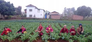 महिलाको सक्रियतामा तरकारीखेती