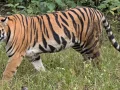 मानव-बाघ सहअस्तित्वका लागि बाघ-मित्र अभियान प्रभावकारी मानव-बाघ सहअस्तित्वका लागि बाघ-मित्र अभियान प्रभावकारी
