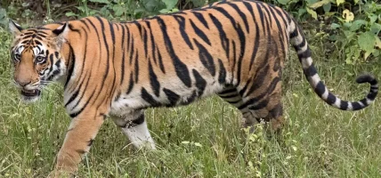 मानव-बाघ सहअस्तित्वका लागि बाघ-मित्र अभियान प्रभावकारी