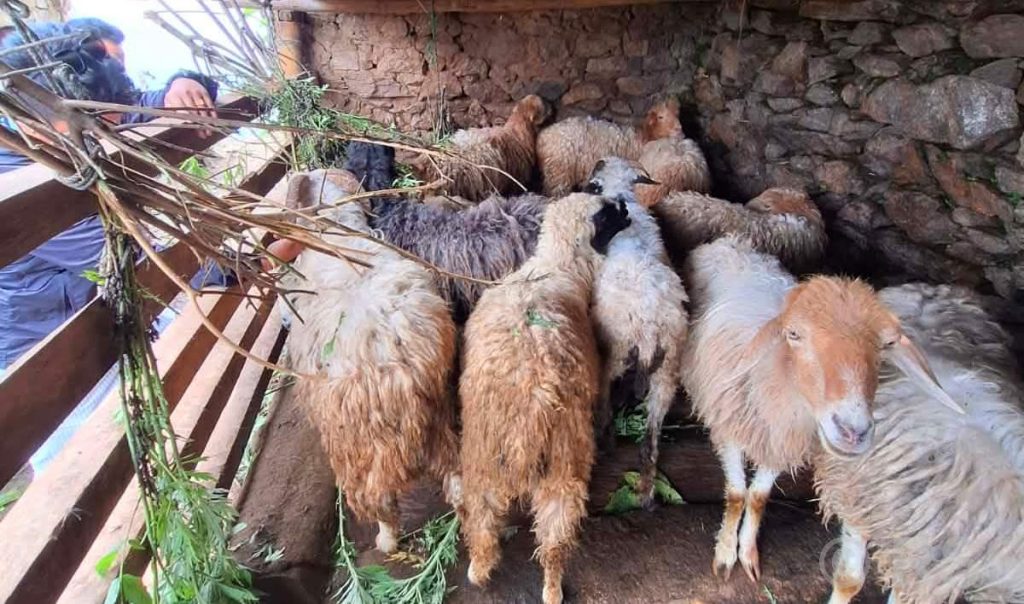 भेडापालनका लागि स्थानीयलाई अनुदान