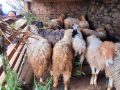 भेडापालनका लागि स्थानीयलाई अनुदान