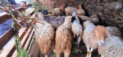 भेडापालनका लागि स्थानीयलाई अनुदान