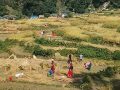 बाजुराका किसानलाई चाडपर्व भन्दा बाली भित्र्याउन चटारो