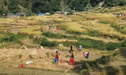 बाजुराका किसानलाई चाडपर्व भन्दा बाली भित्र्याउन चटारो बाजुराका किसानलाई चाडपर्व भन्दा बाली भित्र्याउन चटारो