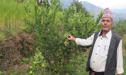 धानखेतमा कागतीखेती, नमुना किसान बने कृष्णलाल