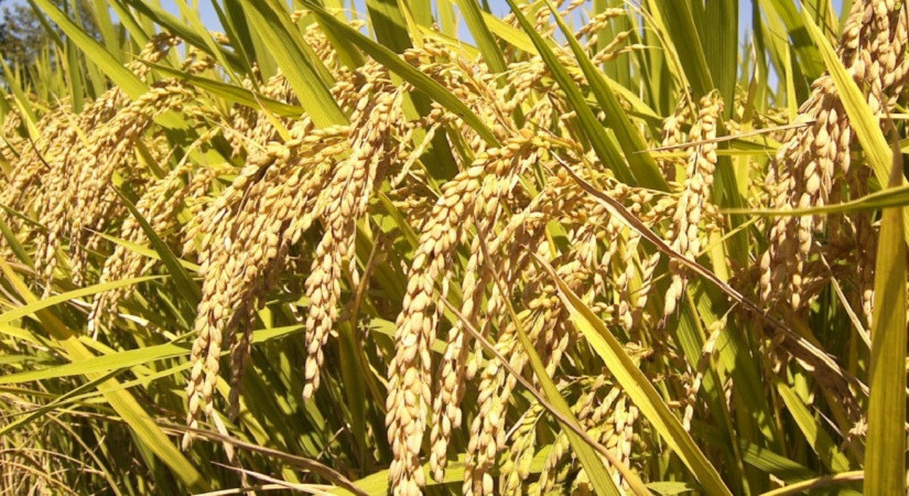 तनहुँमा चैते धान प्रवर्द्धन गरिँदै