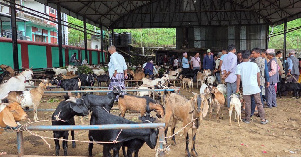 चाडपर्व नजिकिएसँगै  खसीबोकाको कारोबार बढ्यो