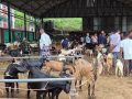 चाडपर्व नजिकिएसँगै खसीबोकाको कारोबार बढ्यो चाडपर्व नजिकिएसँगै खसीबोकाको कारोबार बढ्यो