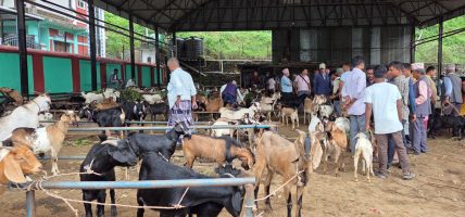 चाडपर्व नजिकिएसँगै खसीबोकाको कारोबार बढ्यो