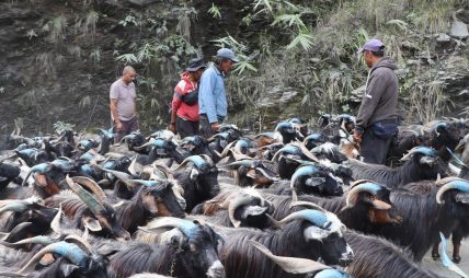 रेशमी मार्गको विरासत धानेको च्याङ्ग्रा व्यापार