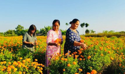 सामूहिक फूलखेतीबाट आम्दानी गर्दै शिवसताक्षीका महिला