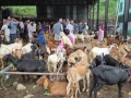 धरानमा दसैँमा २६ करोड बढीको खसीबोका कारोबार