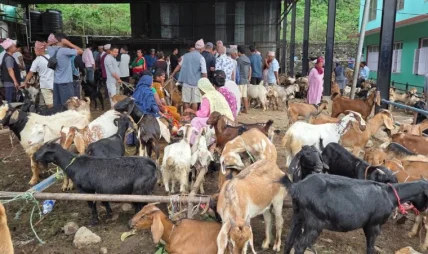 धरानमा दसैँमा २६ करोड बढीको खसीबोका कारोबार