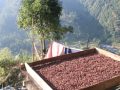 अलैँची सुकाउँदै किसान (तस्विरहरू)