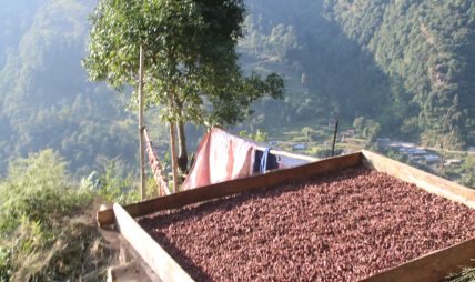 अलैँची सुकाउँदै किसान (तस्विरहरू)