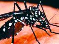 जाडो सुरु भएसँगै डेङ्गी सङ्क्रमण घट्यो