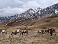 जडीबुटीको भरमा उपल्लो डोल्पाको जीविका, संरक्षण र बजारीकरणमा चुनौती जडीबुटीको भरमा उपल्लो डोल्पाको जीविका, संरक्षण र बजारीकरणमा चुनौती