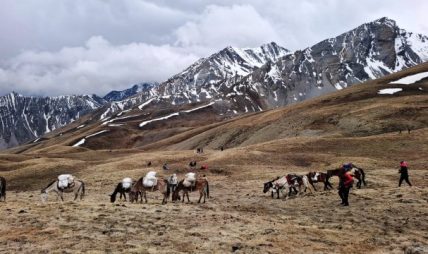 जडीबुटीको भरमा उपल्लो डोल्पाको जीविका, संरक्षण र बजारीकरणमा चुनौती जडीबुटीको भरमा उपल्लो डोल्पाको जीविका, संरक्षण र बजारीकरणमा चुनौती
