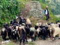 पोखरा आइपुग्यो डोल्पाका भेडाच्याङ्ग्रा पोखरा आइपुग्यो डोल्पाका भेडाच्याङ्ग्रा