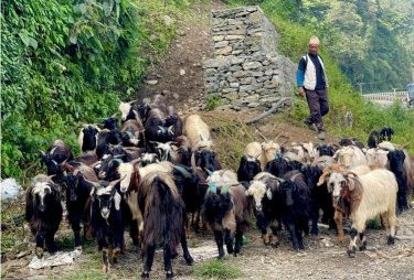 पोखरा आइपुग्यो डोल्पाका भेडाच्याङ्ग्रा पोखरा आइपुग्यो डोल्पाका भेडाच्याङ्ग्रा