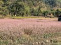 रैथाने बाली फापर भित्र्याइदै रैथाने बाली फापर भित्र्याइदै