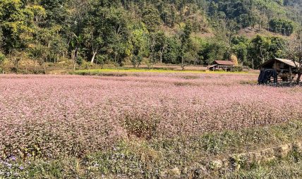 रैथाने बाली फापर भित्र्याइदै रैथाने बाली फापर भित्र्याइदै
