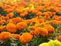 जग्गा भाडामा लिएर सयपत्री खेती