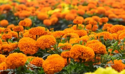 जग्गा भाडामा लिएर सयपत्री खेती जग्गा भाडामा लिएर सयपत्री खेती