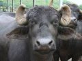 भैँसीपालनसँगै व्यापार गर्दै सलीम भैँसीपालनसँगै व्यापार गर्दै सलीम