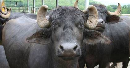 भैँसीपालनसँगै व्यापार गर्दै सलीम भैँसीपालनसँगै व्यापार गर्दै सलीम