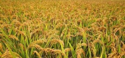 धानखेती भरपर्दो नहुँदा किसान अन्योलमा