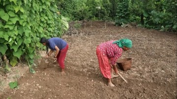 भोजपुरका किसानलाई हिउँदे आलु रोप्न चटारो भोजपुरका किसानलाई हिउँदे आलु रोप्न चटारो