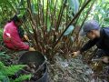 दशैँ–तिहारमा अलैँची टिप्न चटारो : दिनभर बगानमा रातभर भट्टीमा