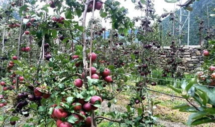 मुस्ताङको स्याउ सोचेजति बिक्री हुन कठिन मुस्ताङको स्याउ सोचेजति बिक्री हुन कठिन