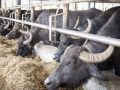 इन्जिनियर लामिछानेको गाई–भैँसी पालनबाट मासिक १५ लाख आम्दानी इन्जिनियर लामिछानेको गाई–भैँसी पालनबाट मासिक १५ लाख आम्दानी