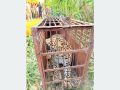 बर्दियामा मान्छे मार्ने चितुवा नियन्त्रणमा बर्दियामा मान्छे मार्ने चितुवा नियन्त्रणमा