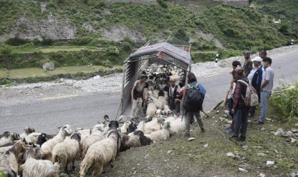 सहरको स्वादका लागि छुट्छ हिमालको दसैँ–तिहार सहरको स्वादका लागि छुट्छ हिमालको दसैँ–तिहार