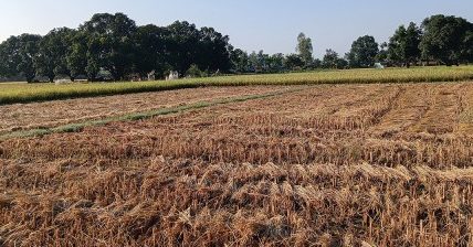 दसैँको सँघारमा किसानलाई धान भित्र्याउने चटारो दसैँको सँघारमा किसानलाई धान भित्र्याउने चटारो