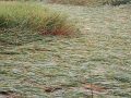 निरन्तर वर्षाले खेतमा पाकेको धान ढल्यो
