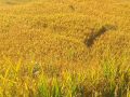 धान थन्काउन किसानलाई चटारो