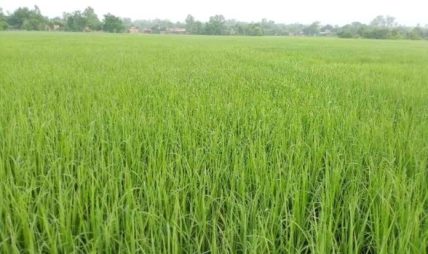 धानखेतीमा रोगको सङ्क्रमण देखिएपछि किसान चिन्तित