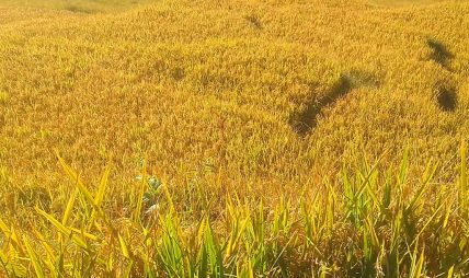 धान थन्काउन किसानलाई चटारो
