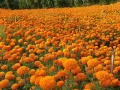 फूल आयतमा रोक लगाएपछि व्यावसायीक फूलखेतीमा किसानको आकर्षण फूल आयतमा रोक लगाएपछि व्यावसायीक फूलखेतीमा किसानको आकर्षण