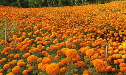 फूल आयतमा रोक लगाएपछि व्यावसायीक फूलखेतीमा किसानको आकर्षण फूल आयतमा रोक लगाएपछि व्यावसायीक फूलखेतीमा किसानको आकर्षण