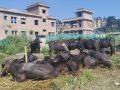 दसैँसँगै बाँचेका गुणबहादुरहरु